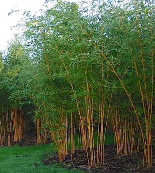 Strong growing 
